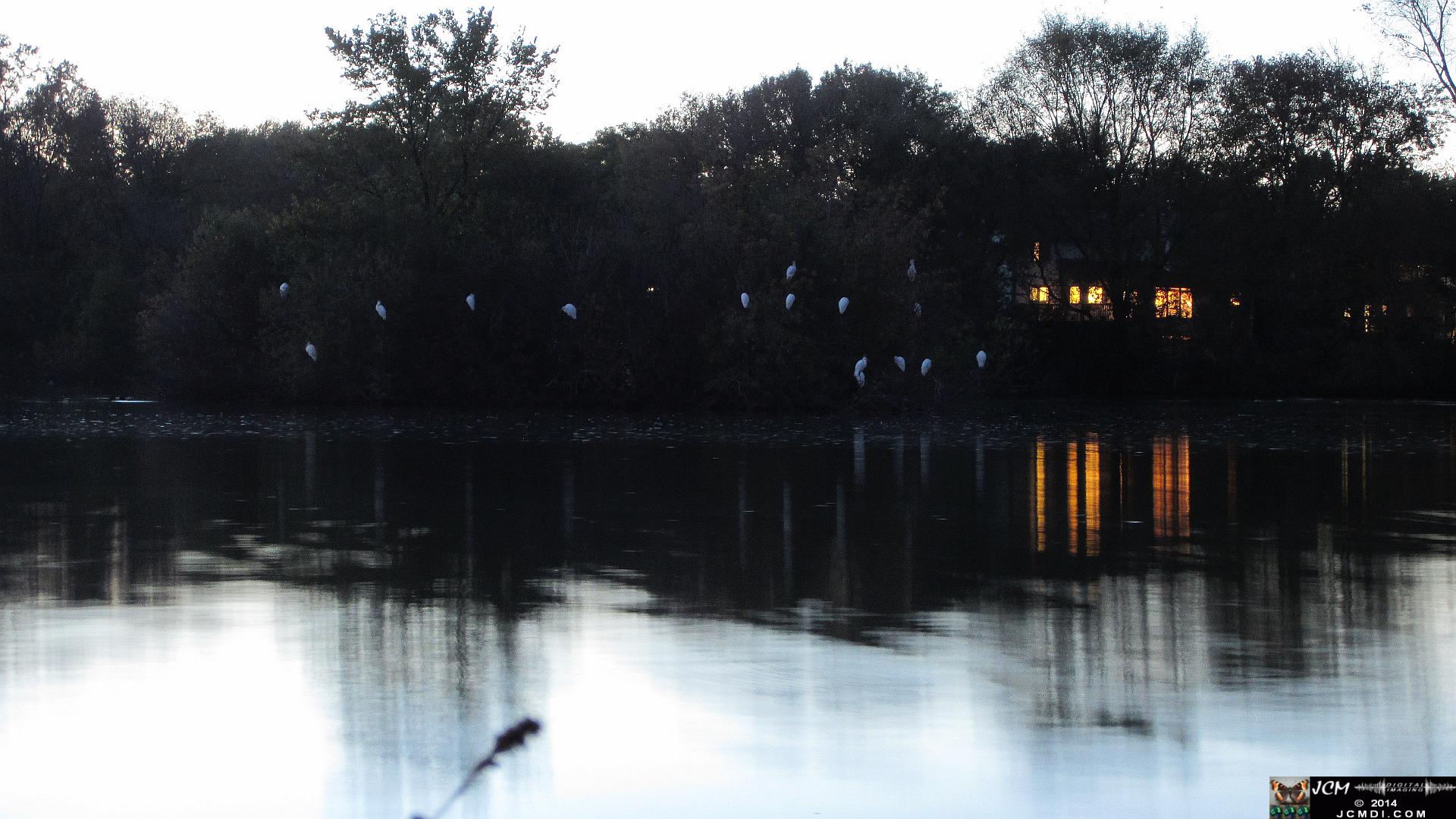 Egrets dusk roost on small lake in Minnesota